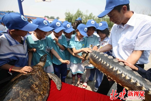 北京市水生野生动物救治中心:和中华鲟,娃娃鱼交朋友