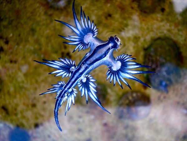 澳海滩现奇特生物长满刺天天吃水母 蓝龙实为大西洋海神蛞蝓