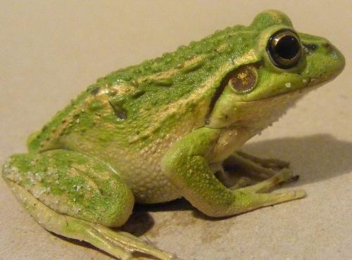 小蝌蚪变青蛙卡通_手绘