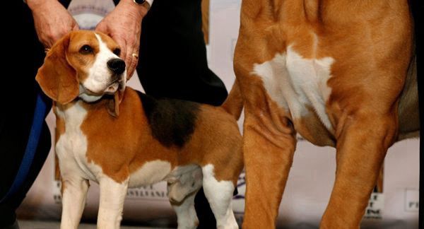 培育超级肌肉狗 动物保护人士担心:转基因比格犬为出售
