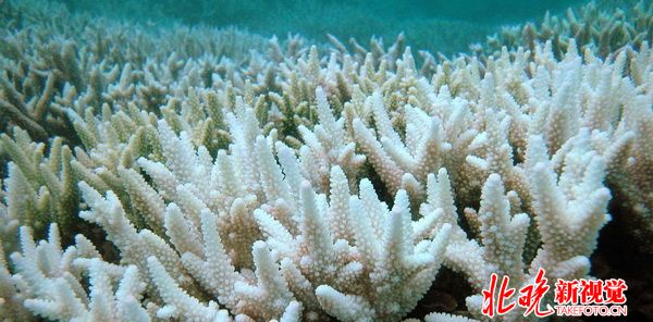 气候变暖加剧珊瑚大面积死亡 大堡礁岌岌可危