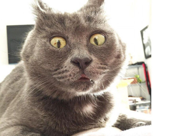  惊讶猫走红网络  网友:可爱之猫必有可怜之处 | 