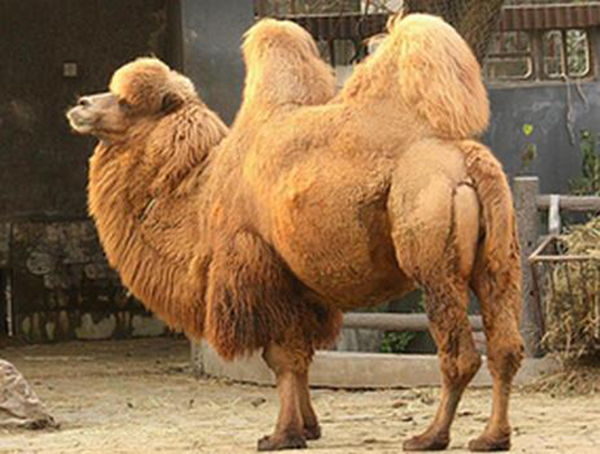  印骆驼暴晒咬主人  心里COS:本宝宝热死了本宝