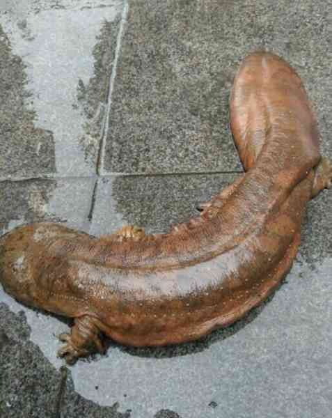 垃圾桶爬出娃娃鱼活蹦乱跳 国家二级保护动物