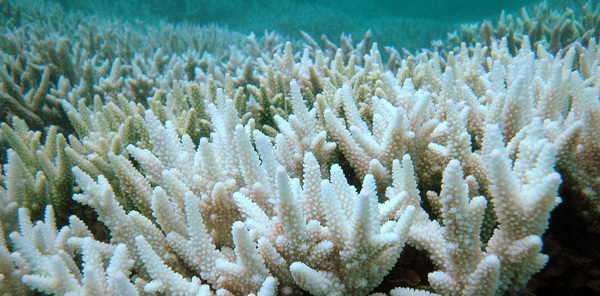 coral bleaching keppel islands