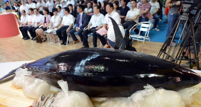 蓝鳍金枪鱼亮相 吃货:清蒸红烧最美味请厨师多放些辣椒 | 北晚新视觉