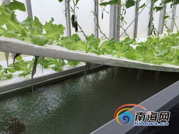 三沙永兴岛水培蔬菜大棚种植的蔬菜.