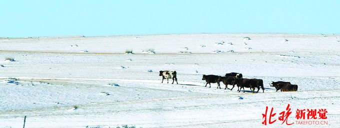 内蒙古锡林郭勒 牧民的冬天是怎么过的? | 北晚