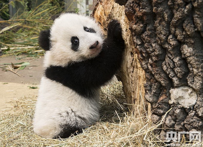 大学生带女友到西安旅游因嫖娼被抓 知道色字