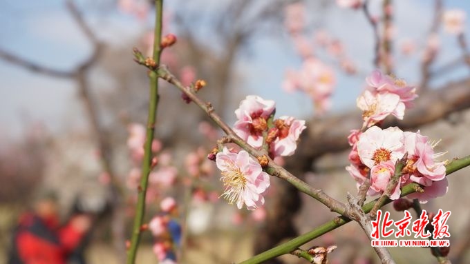 北京天气最新预报:下周风和日丽 气温14℃上下