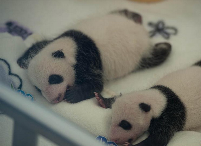 一个月前,成都大熊猫繁育研究基地,今年的首对大熊猫双胞胎宝宝出生