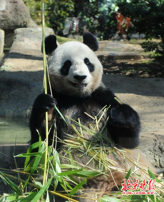 给熊猫宝宝起名日本人想了32万个 新一轮熊猫