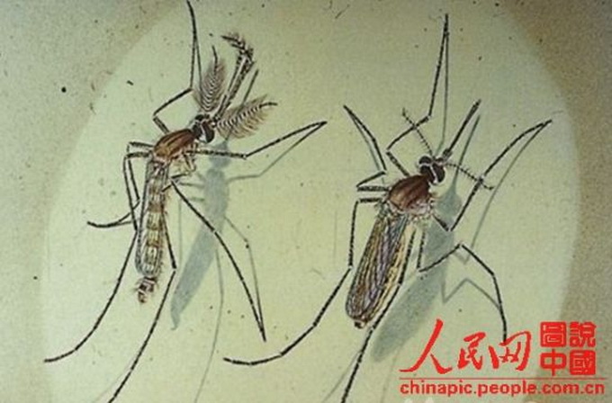 泸州蚊子被热死 研究:40度高温对蚊子致命
