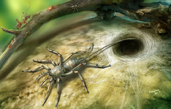 研究发现亿年前远古蜘蛛 证实蜘蛛古老祖先有长长尾巴