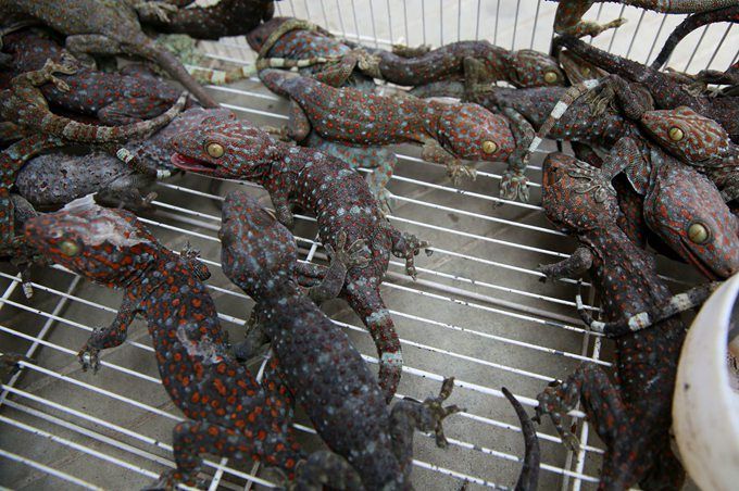 广西一男子贩卖大壁虎获刑 民警共查获疑似蛤