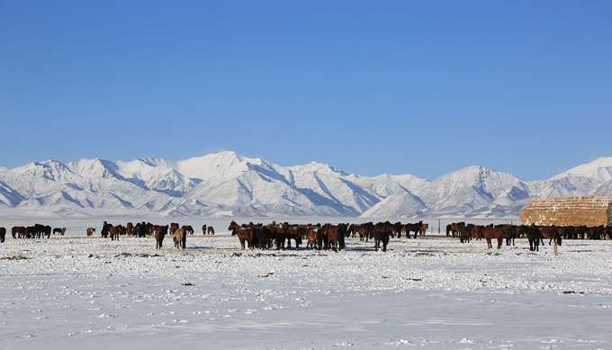 甘肃山丹马场降雪 处处银装素裹,一派北国风光