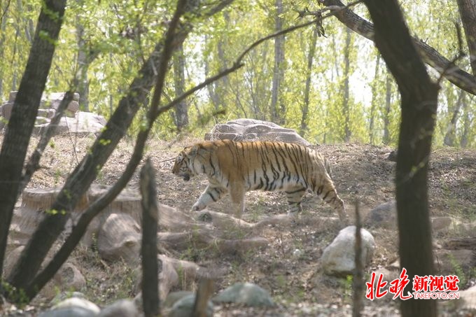 投食变投石 游客逗弄北京大兴野生动物园老虎