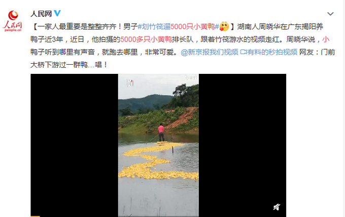 推荐相邻两家鸭子每天自动组队出门，主人故意少放3只，鸭子竟一直等