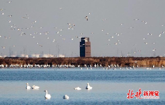 北大港湿地将申报世界自然遗产每年到此停歇和栖息的鸟类上百万只