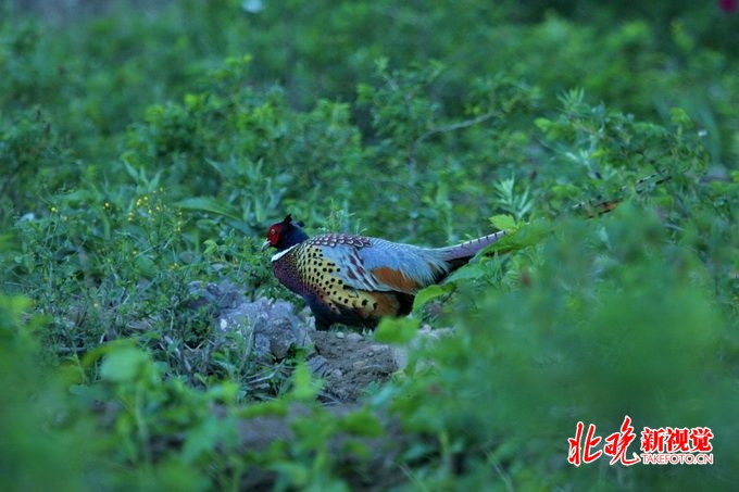#雉鸡#机警的石鸡在京郊山区不仅常和人同框，还给巡护车带路