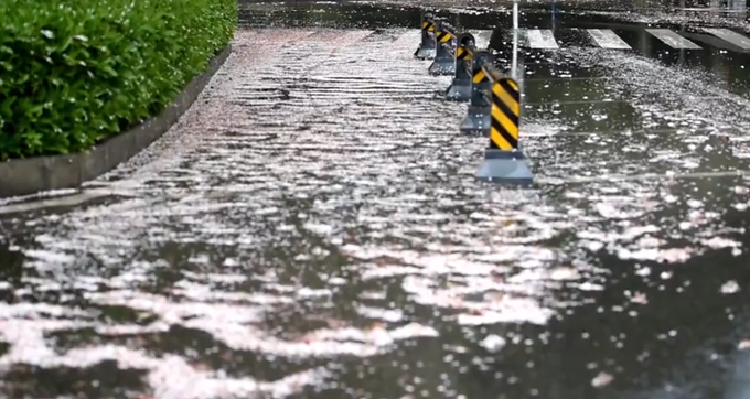 『武汉大学』风雨中武大樱花谢幕，明年三月珞珈相见！