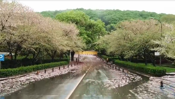『武汉大学』风雨中武大樱花谢幕，明年三月珞珈相见！