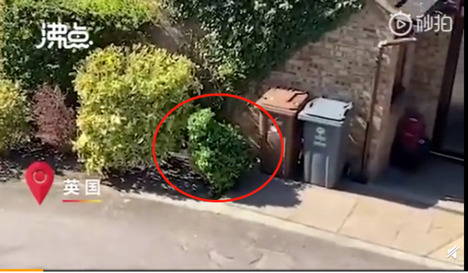 推荐▲迷之操作！英国全境将封锁至少三周 ，英国人穿吉利服出门扮成灌木