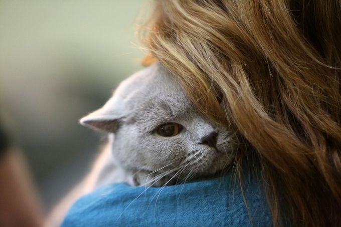 『猫』香港一混种短毛猫新冠病毒检测呈阳性，为第三宗宠物案例