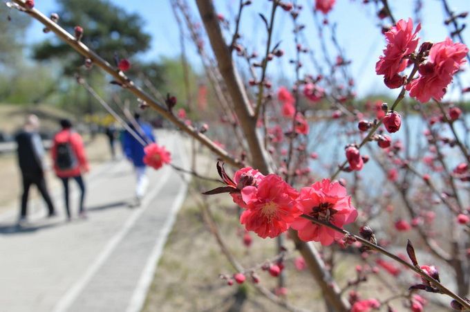 「公园」从“护花使者”变身“花海导游” 500余名引导员陪您安全逛公园