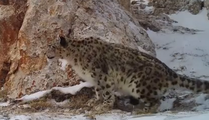 「雪豹」有点萌！三江源国家公园多次捕捉到雪豹影像