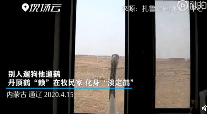 推荐■丹顶鹤赖在牧民家求遛弯，不但不飞走还很黏人，网友评论亮了