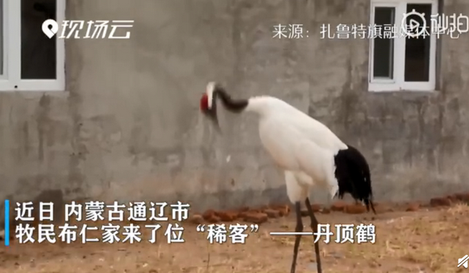 推荐■丹顶鹤赖在牧民家求遛弯，不但不飞走还很黏人，网友评论亮了