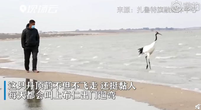推荐■丹顶鹤赖在牧民家求遛弯，不但不飞走还很黏人，网友评论亮了