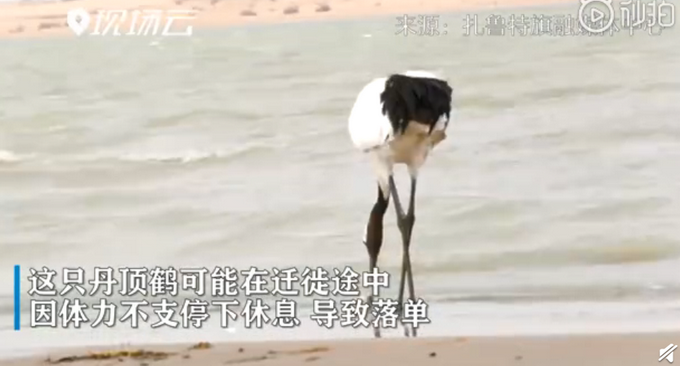 推荐■丹顶鹤赖在牧民家求遛弯，不但不飞走还很黏人，网友评论亮了