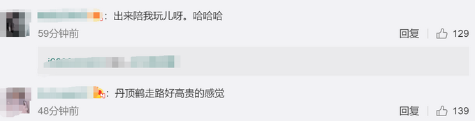 推荐■丹顶鹤赖在牧民家求遛弯，不但不飞走还很黏人，网友评论亮了