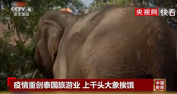 推荐■疫情升级游客寥寥，泰国上千头大象挨饿
