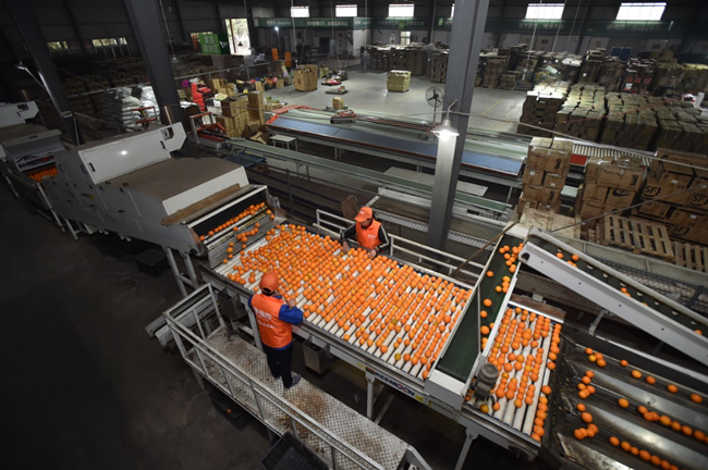 「」拼多多发布农产品上行发展报告，“三区三州”销售额增长413%