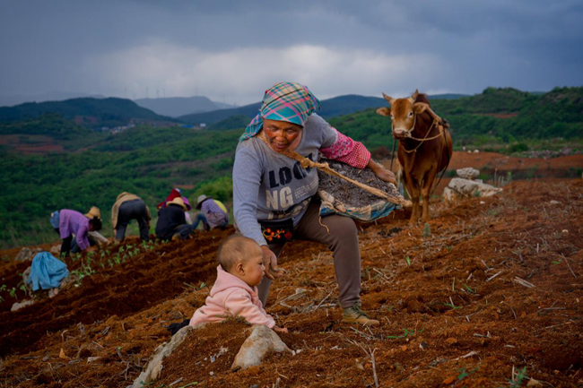 「」拼多多发布农产品上行发展报告，“三区三州”销售额增长413%