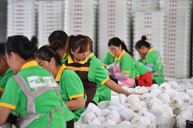 「」拼多多发布农产品上行发展报告，“三区三州”销售额增长413%