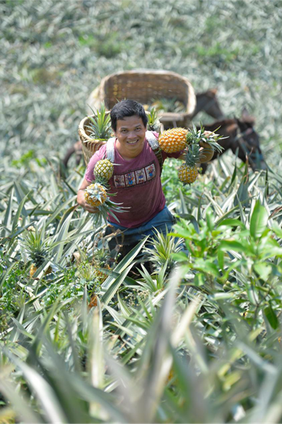 「」拼多多发布农产品上行发展报告，“三区三州”销售额增长413%