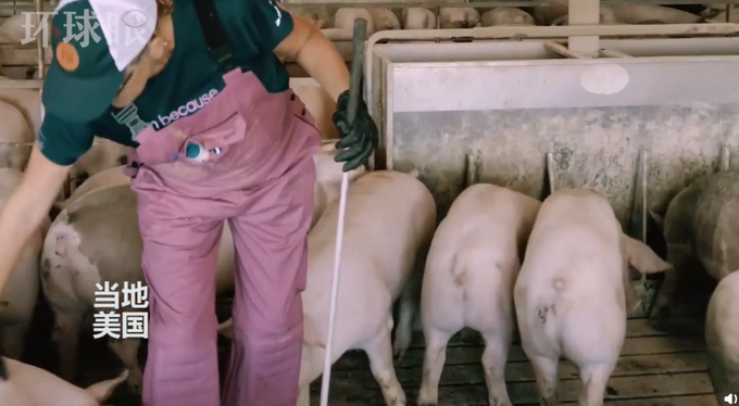 推荐▲因疫情销量大跌，美国一些养猪场考虑给猪安乐死