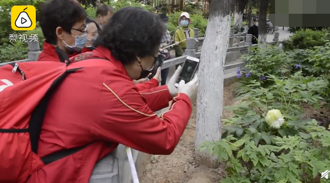 推荐▲镇园之宝！公园雇保安专门看护1株绿牡丹：1株价格曾达10万