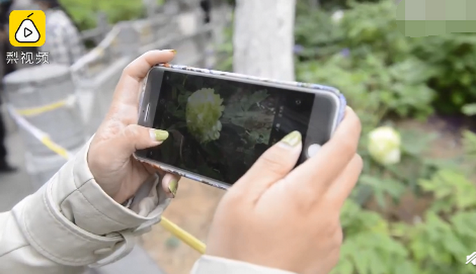 推荐▲镇园之宝！公园雇保安专门看护1株绿牡丹：1株价格曾达10万