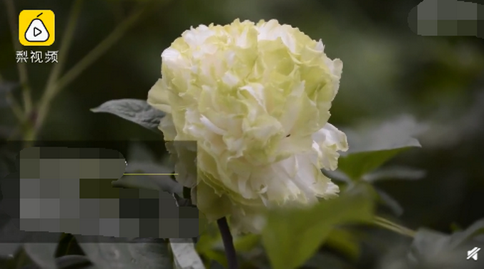 推荐▲镇园之宝！公园雇保安专门看护1株绿牡丹：1株价格曾达10万