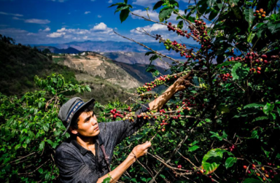 ■人民大学报告：拼多多打造农货上行“超短链”，缩短城乡贫富差距