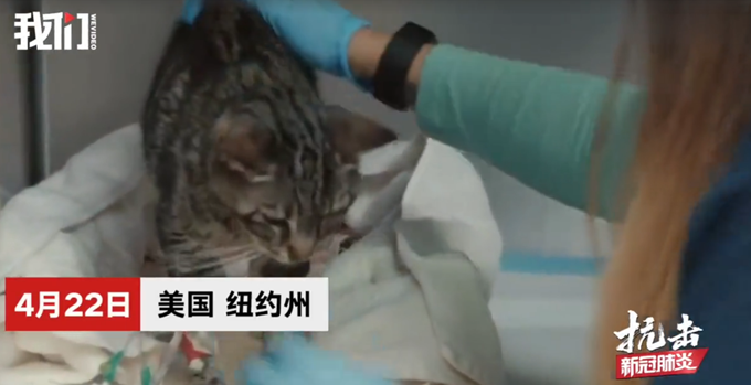 【宠物】美国首次发现宠物感染新冠，CDC：宠物们也要保持社交距离