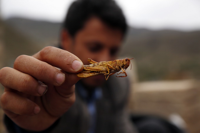 「」严防“生物入侵”！我国海关首次截获活体沙漠蝗