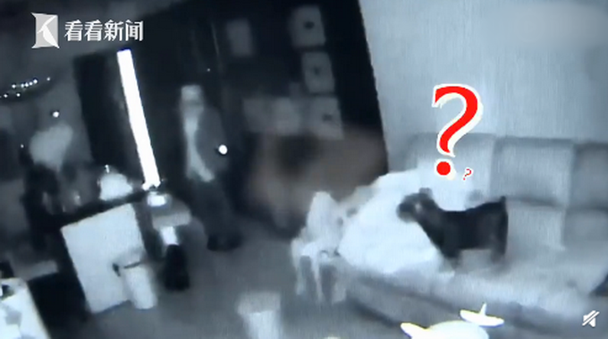 小朋友你是否又很多问好?入室盗窃宠物狗全程安静围观竟不闹不吵