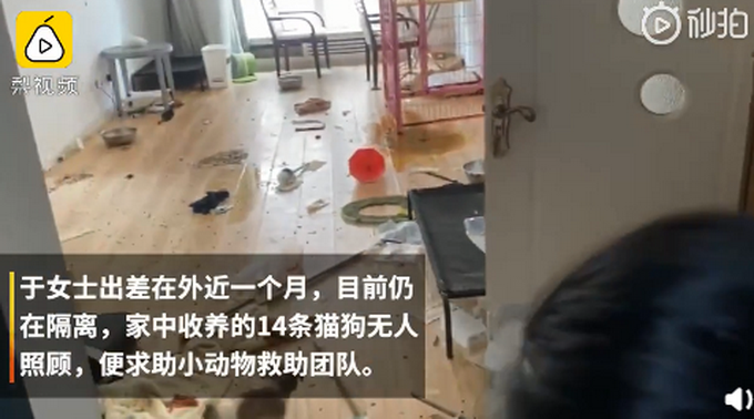 推荐女子出差1个月家中14只猫狗无人照看，志愿者开门后惊呆