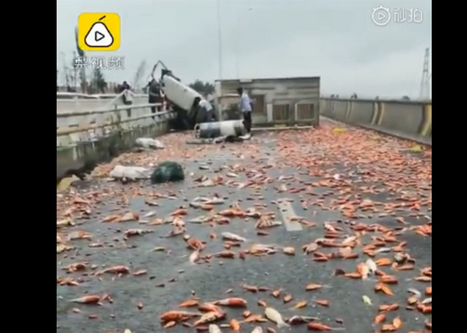 货车侧翻上万锦鲤掉落高速，路面一片红色！网友：转发也没用了